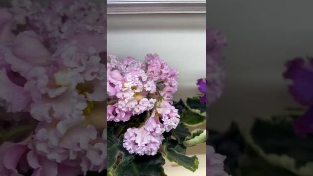 Цветущие фиалки в июне