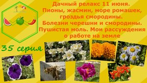 Дачный релакс. Расцвели пионы,жасмин,море ромашек. Гроздья смородины.Болезни растений.Пушистая моль