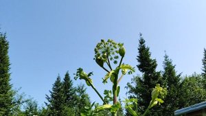 Пасека на Алтае. В ожидании медосбора.