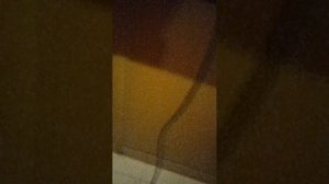 VID_20250324_160404