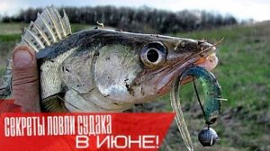Как ловить судака в июне — лучшие места, приманки и тактика ловли для успешной рыбалки