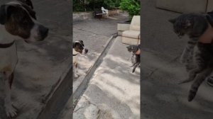Шейна и котики