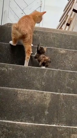 Кошка и котёнок

это искренне

#короткоевидео

#catgoyen

#смешной кот

#кот