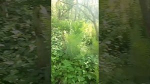 Прогулка по лесу