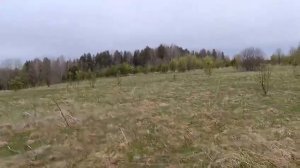 oxota.prof Лось, выдал своё присутствие.