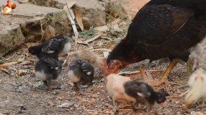 Любовь птицевода к Курочкам 🐥🐔🥚 Нежное видео 🐓 Версия (65)