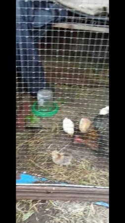 Самые маленькие Цыплята встретили дождь с градом в Вальере а не в Домике и хорошо чувствую себя