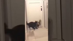 Котики