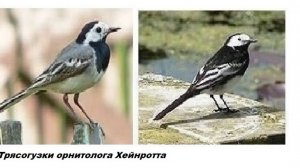 3-1+++++  Процессинг жизни вместо антропогенеза  Трясогузки Хейнротта  Психические индиканты таксона
