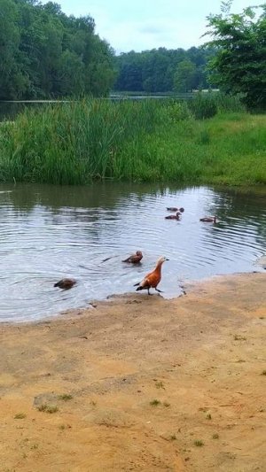 Утка Огарь и огорята.