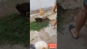 Бывшие бродяги. Теперь- одомашненные.