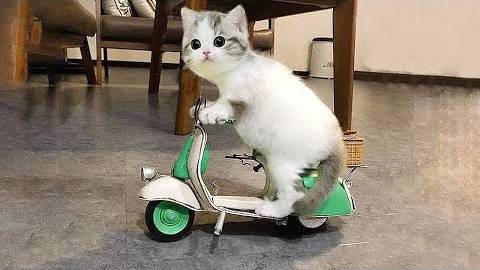 ПРИКОЛЫ С ЖИВОТНЫМИ ДО СЛЕЗ #72 Смешные КОТЫ И СОБАКИ  Приколы