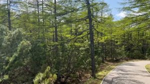 парк на севере Сахалина летом