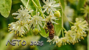 Лето 2025
