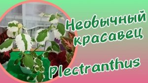 Красота необычного плектрантуса.