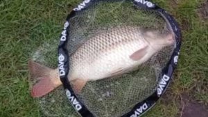 Ловим карпа на Верхнем. Клёвое место Лосиный остров.