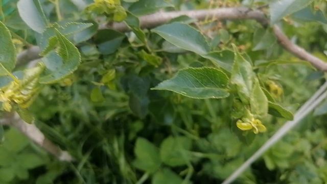 Сыворотка от мучнистой росы на крыжовнике