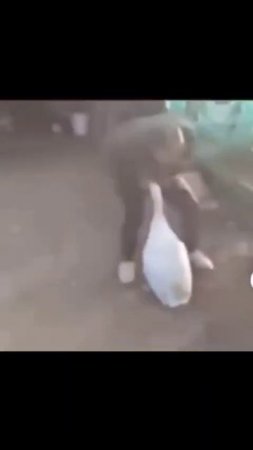 Юмор гусь укусил гуся за гуся
