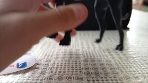 ура хотелочка немецкий дог