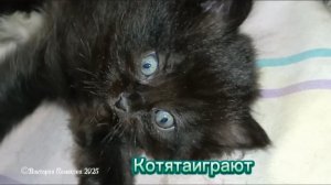 Котятам 1 месяц, играют, такие забавные, интересно за ними наблюдать