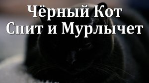 1 ЧАС | Чёрный Кот Спит и Мурлычет 😴😻😴