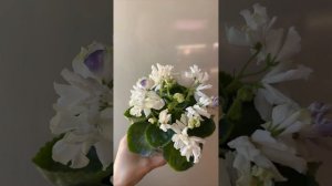 АВ-Северный Олень фиалка сортовая