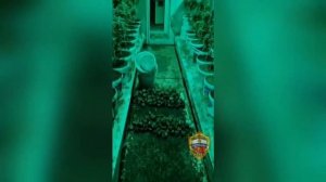 В Подмосковье задержали мужчину, который вырастил 374 куста конопли и раскидал 656 закладок