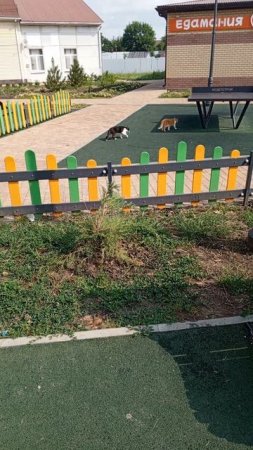 детская площадка ,кошки