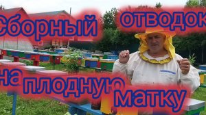 Сборный отводок на плодную матку