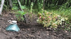 Привезла на дачу колеусы и герань. Горячие бутерброды на мангале