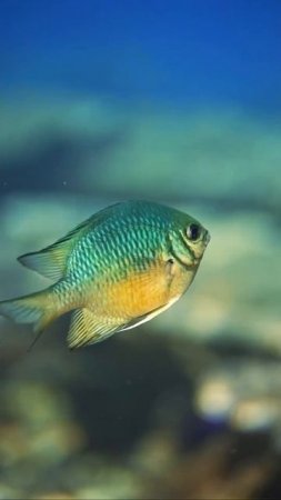 Amblyglyphidodon curacao 🐠