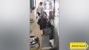 95 НЕВЕРОЯТНЫХ МОМЕНТОВ, СНЯТЫХ НА КАМЕРЫ НАБЛЮДЕНИЯ!