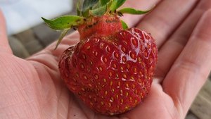 Готовим в казане. лето июнь 2025г