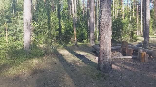 Ищем грибы Строчки в  лесу Телеши