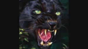 Чёрная пантера