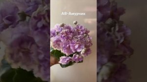 АВ-Амурчик мини-фиалка