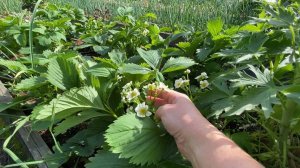 🌱 СПАСИТЕ КЛУБНИКУ ОТ ДОЛГОНОСИКА! Этот способ работает на 100% – проверено!