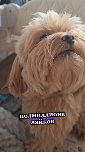 Где справедливость?