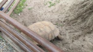 74 ступеньки в 30-ти градусную жару. Страусиное ранчо.