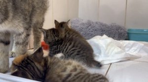 Забрали у мамы-кошки и подкинули нам... | Груня