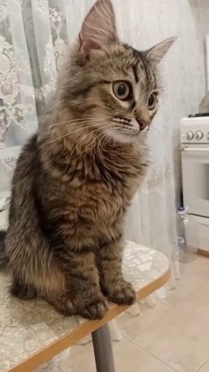 Китти, кошечка шалунья
