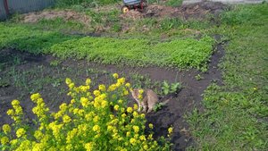 10.6.25г 🧅🧅🧅ЛУК который Сажала РОССЫПЬЮ начал ВСХОДИТЬ👍