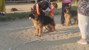 ЮНИОРЫ КОБЕЛИ ДШ / КЧК НОВОРОССИЙСК 13 июня`25 Ю.Овсянникова Моно немецких овчарок