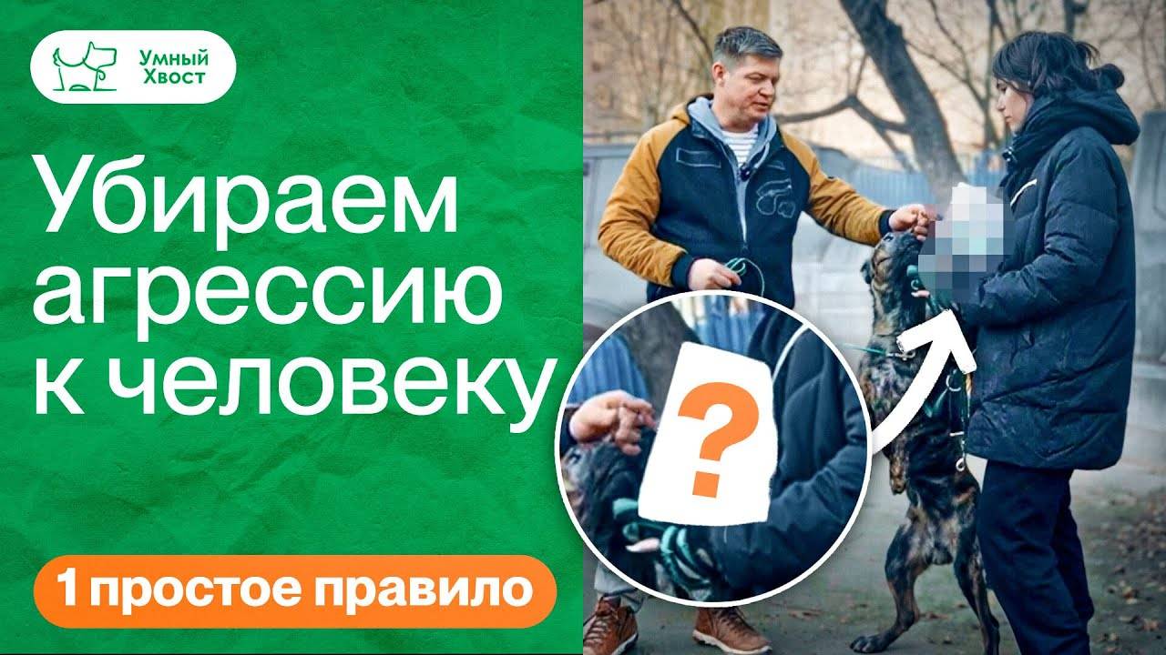 АГРЕССИЯ СОБАКИ К ЛЮДЯМ - Как быстро исправить у метиса стаффа малинуа? смотреть онлайн