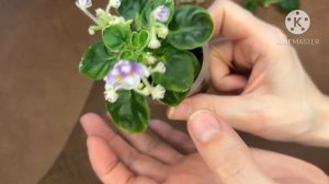 Рутина с фиалками. Рассаживаю деток и отделяю пасынки.