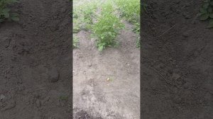 Огород в деревне 2