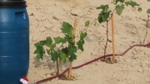 Капельный полив из бочки без насоса Самоделка своими руками для дома дачи огорода