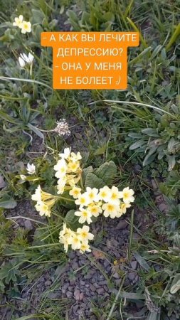 От депрессии #юмор #прикол #цветы
