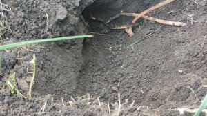 ПОРОСЛЬ У РОЗ‼️ЧТО БУДУ ДЕЛАТЬ‼️