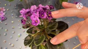 Как получить химеру? Привожу в порядок розетки. Какой торф использую.